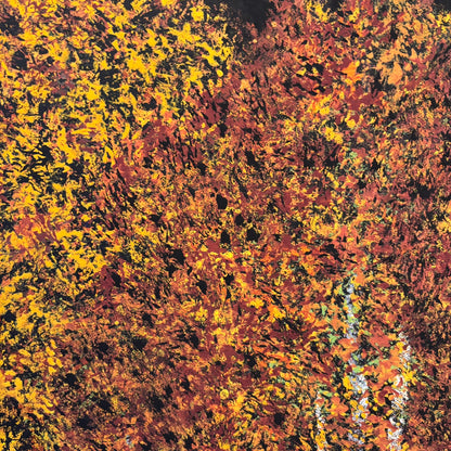 Autumn Sycamores
